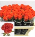 ΤΡΙΑΝΤΑΦΥΛΛΑ ΠΟΡΤΟΚΑΛΙ 60εκ.ROSEN PATZ 60cm